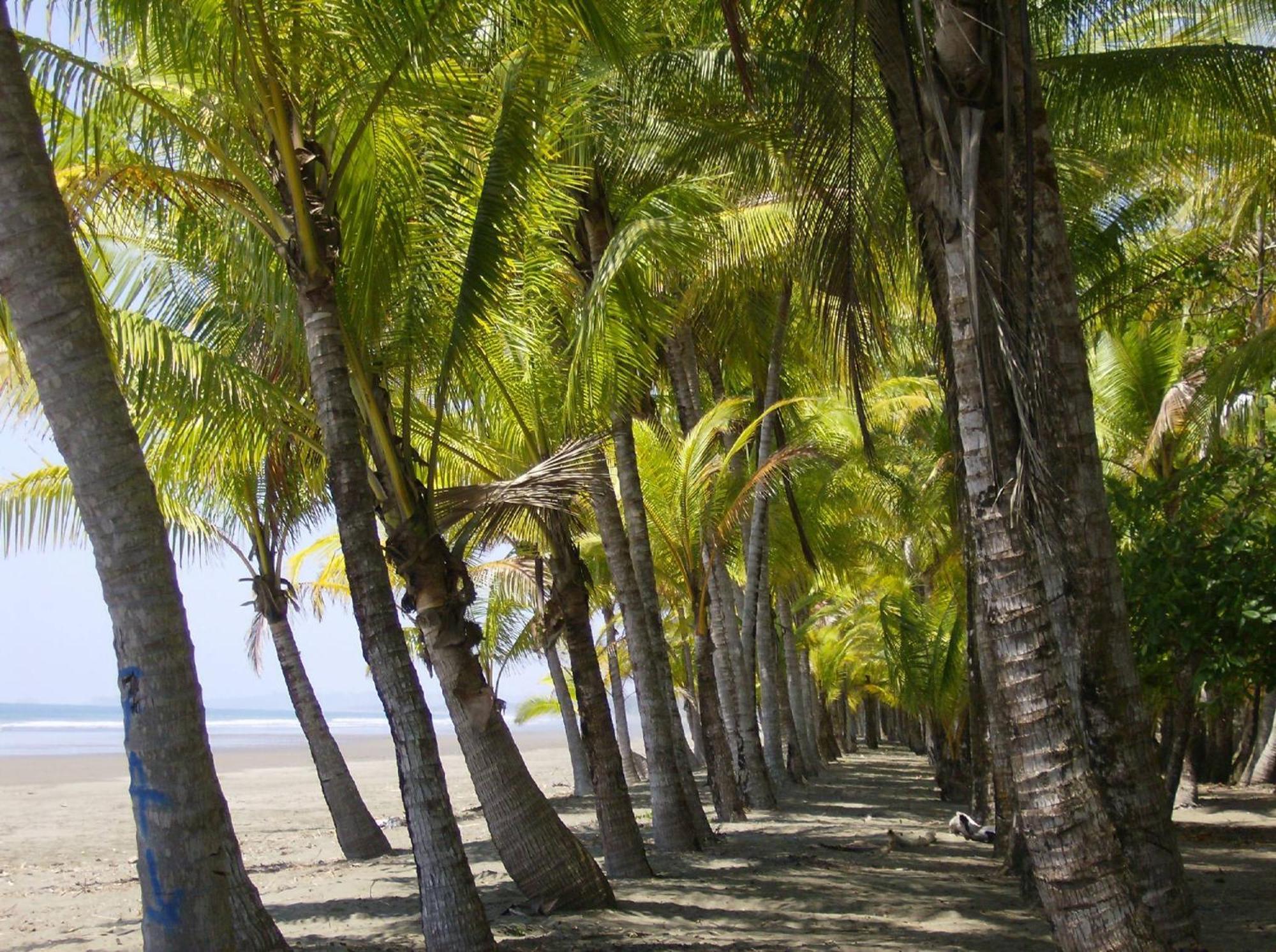 La Palapa Ecolodge Portalón Екстериор снимка