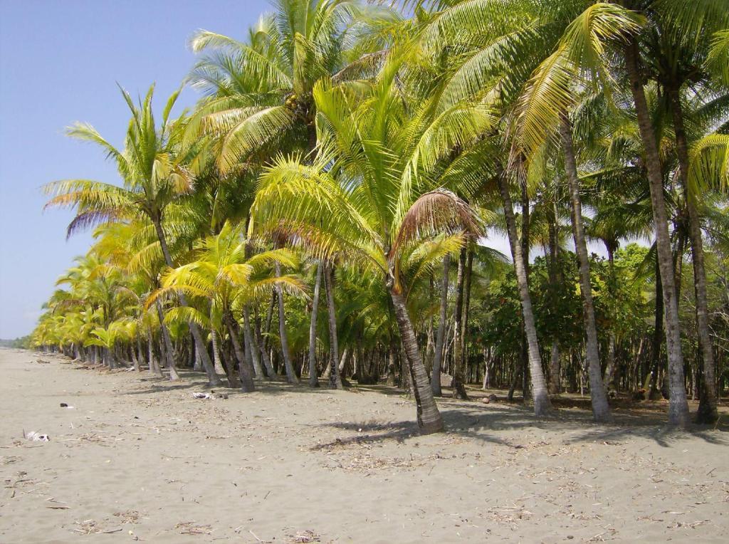La Palapa Ecolodge Portalón Екстериор снимка